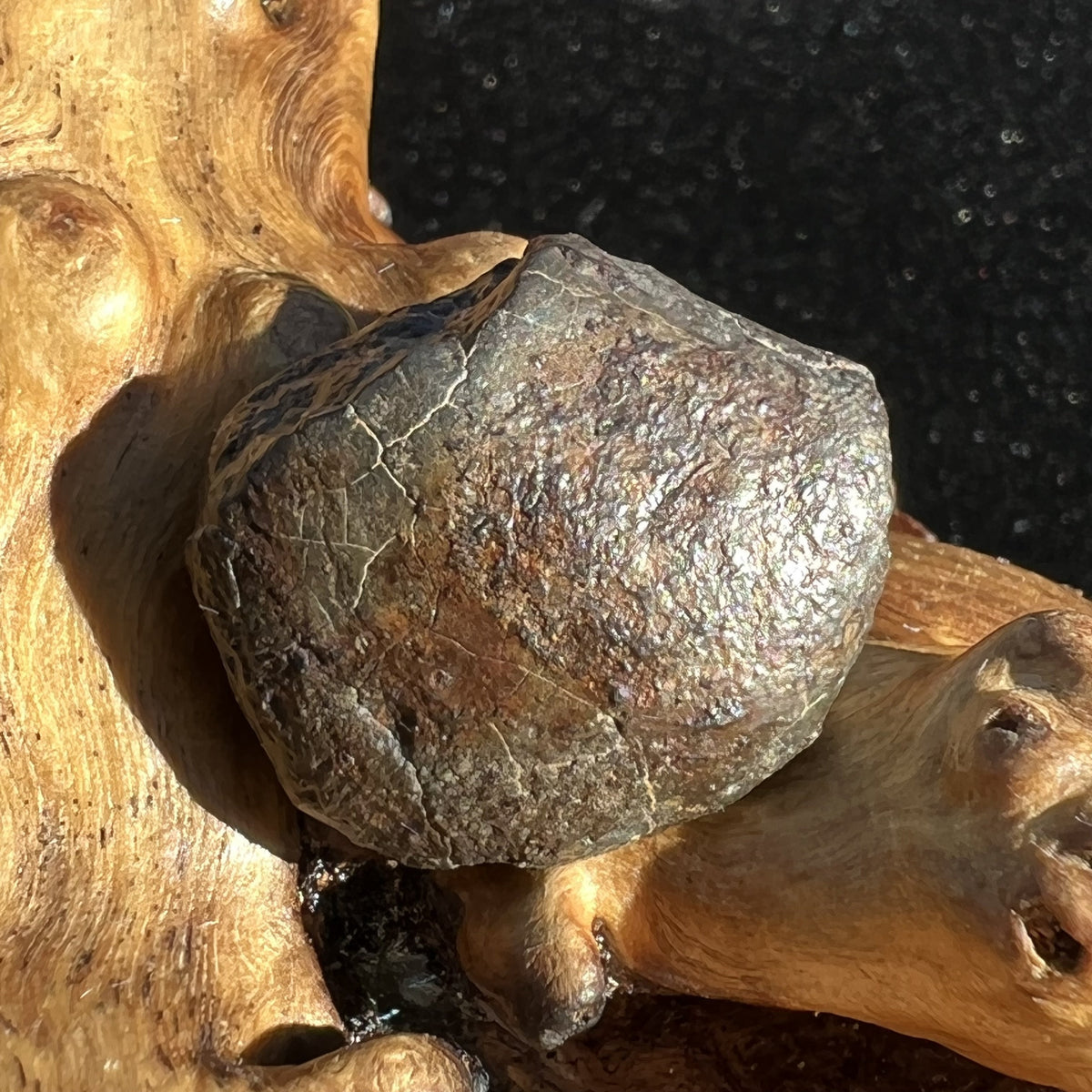 NWA 869 Meteorite Chondrite 6.7 grams-Moldavite Life