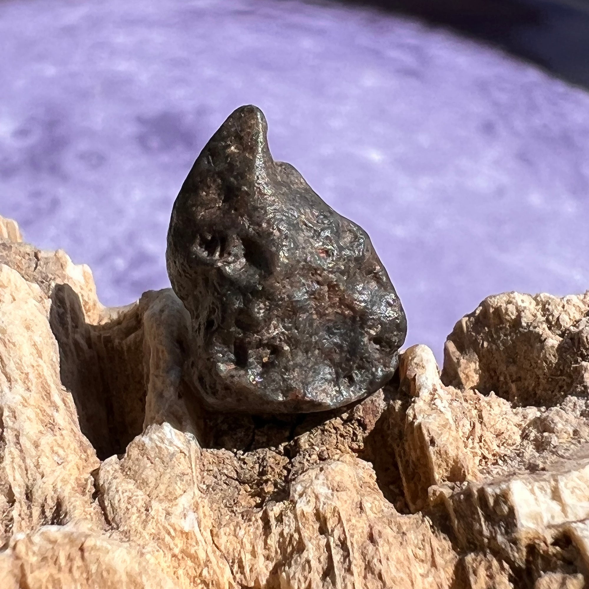 lunar meteorite collection