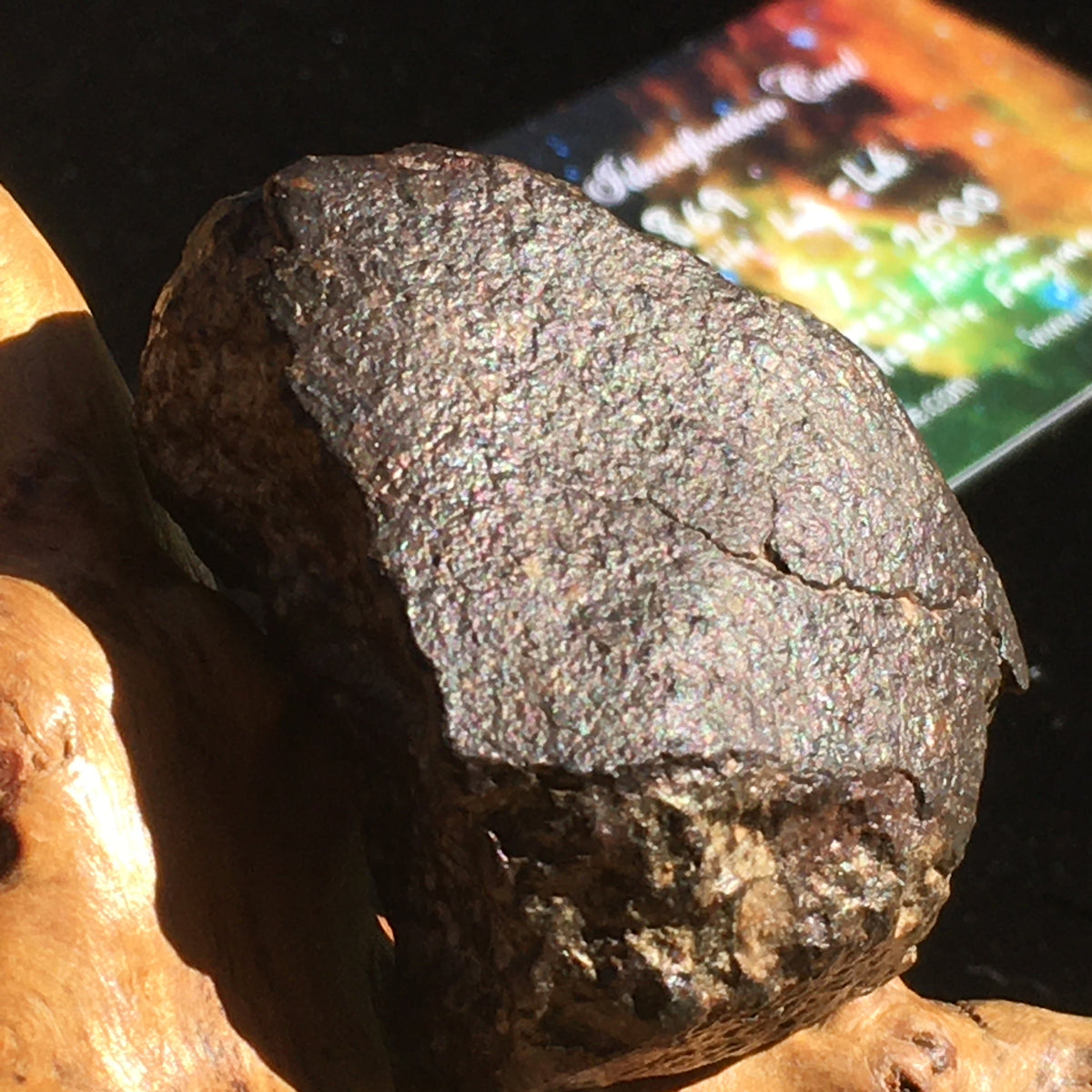 NWA 869 Meteorites