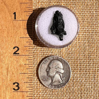 Irgizite Tektite #100-Moldavite Life