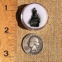 Irgizite Tektite #113-Moldavite Life
