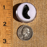 Irgizite Tektite #123-Moldavite Life
