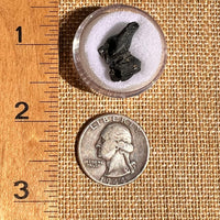 Irgizite Tektite #133-Moldavite Life