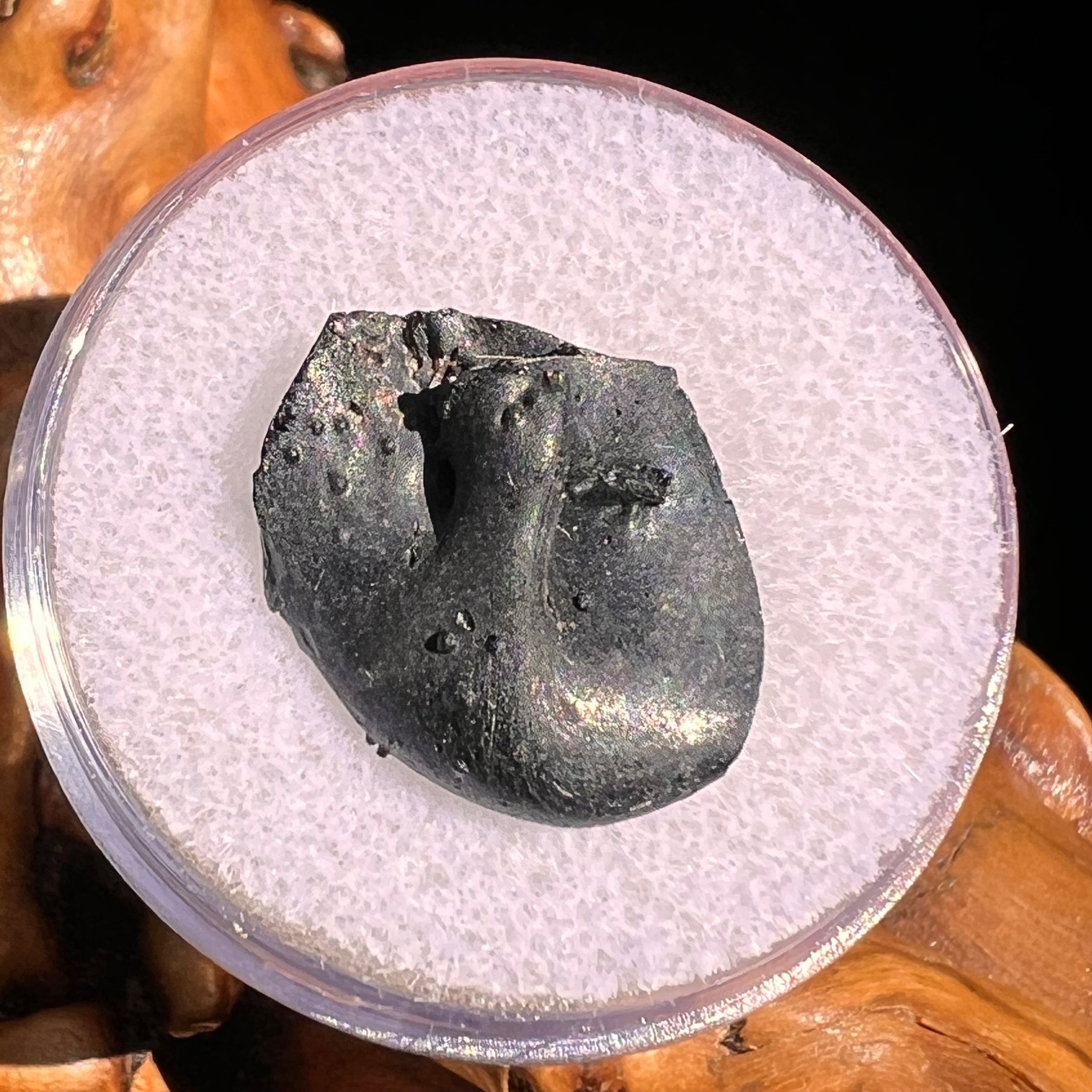 Irgizite Tektite #90-Moldavite Life