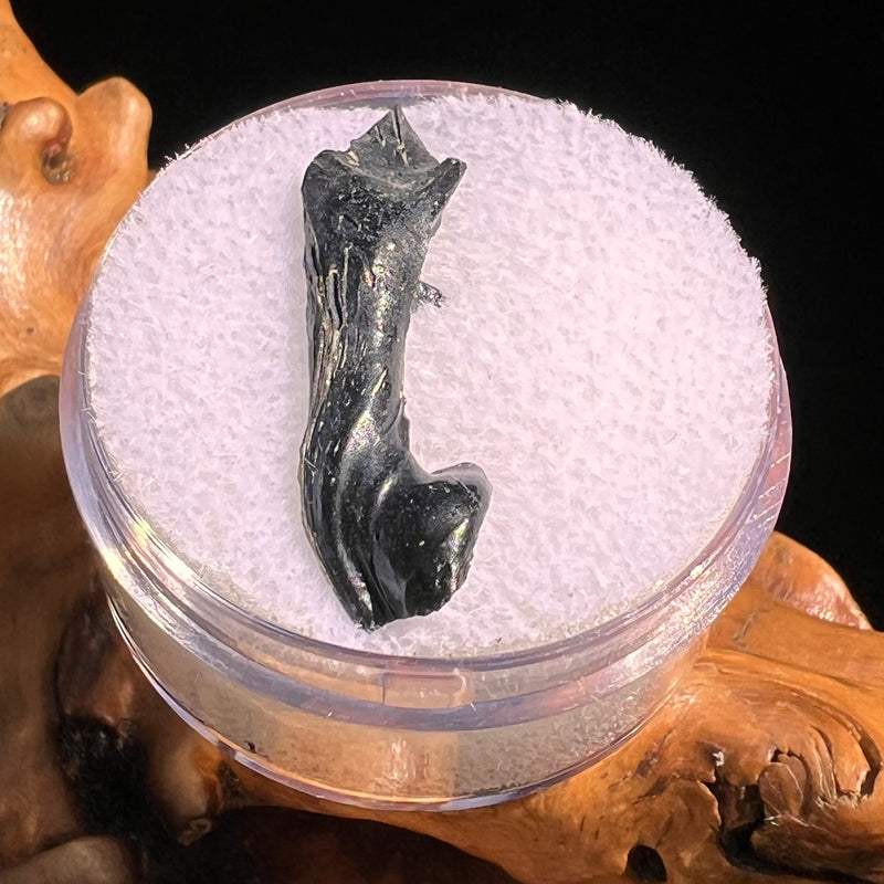 Irgizite Tektite #95-Moldavite Life