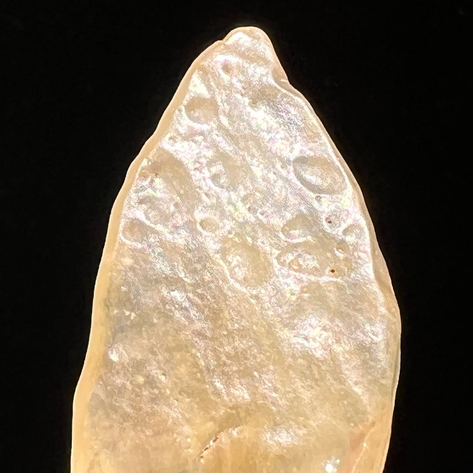 Libyan Desert Glass 5.9 grams #501-Moldavite Life