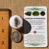 Moldavite 0.4 grams #2265-Moldavite Life