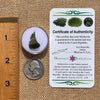 Moldavite 0.8 grams #2079-Moldavite Life