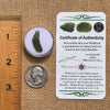 Moldavite 0.8 grams #2081-Moldavite Life