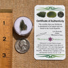 Moldavite 0.8 grams #2111-Moldavite Life