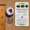 Moldavite 0.8 grams #2112-Moldavite Life