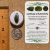 Moldavite 1 gram #2075-Moldavite Life
