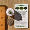 Moldavite 1 gram Natural Hole #2303-Moldavite Life