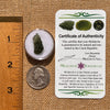Moldavite 1.1 grams #2069-Moldavite Life