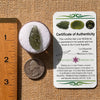 Moldavite 1.6 grams #2128-Moldavite Life