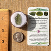 Moldavite 1.8 grams #2175-Moldavite Life