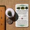 Moldavite 2 grams #2119-Moldavite Life