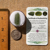Moldavite 2 grams #2127-Moldavite Life