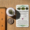 Moldavite 2.1 grams #2148-Moldavite Life