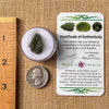 Moldavite 2.1 grams #2174-Moldavite Life