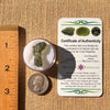Moldavite 2.3 grams #2202-Moldavite Life