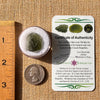 Moldavite 2.6 grams #2184-Moldavite Life