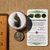 Moldavite 2.7 grams #2212-Moldavite Life