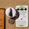 Moldavite 2.8 grams #2211-Moldavite Life