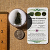 Moldavite 3.5 grams #2213-Moldavite Life
