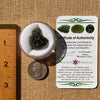 Moldavite 4.7 grams #2218-Moldavite Life