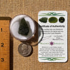 Moldavite 6.3 grams #2221-Moldavite Life