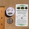 Moldavite, Phenakite, & Herkimer Diamond #114-Moldavite Life