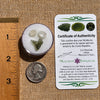 Moldavite, Phenakite, & Herkimer Diamond #130-Moldavite Life