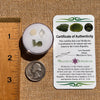Moldavite, Phenakite, & Herkimer Diamond #136-Moldavite Life