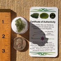 Moldavite Poodle Dog Shape 1.6 grams #2306-Moldavite Life