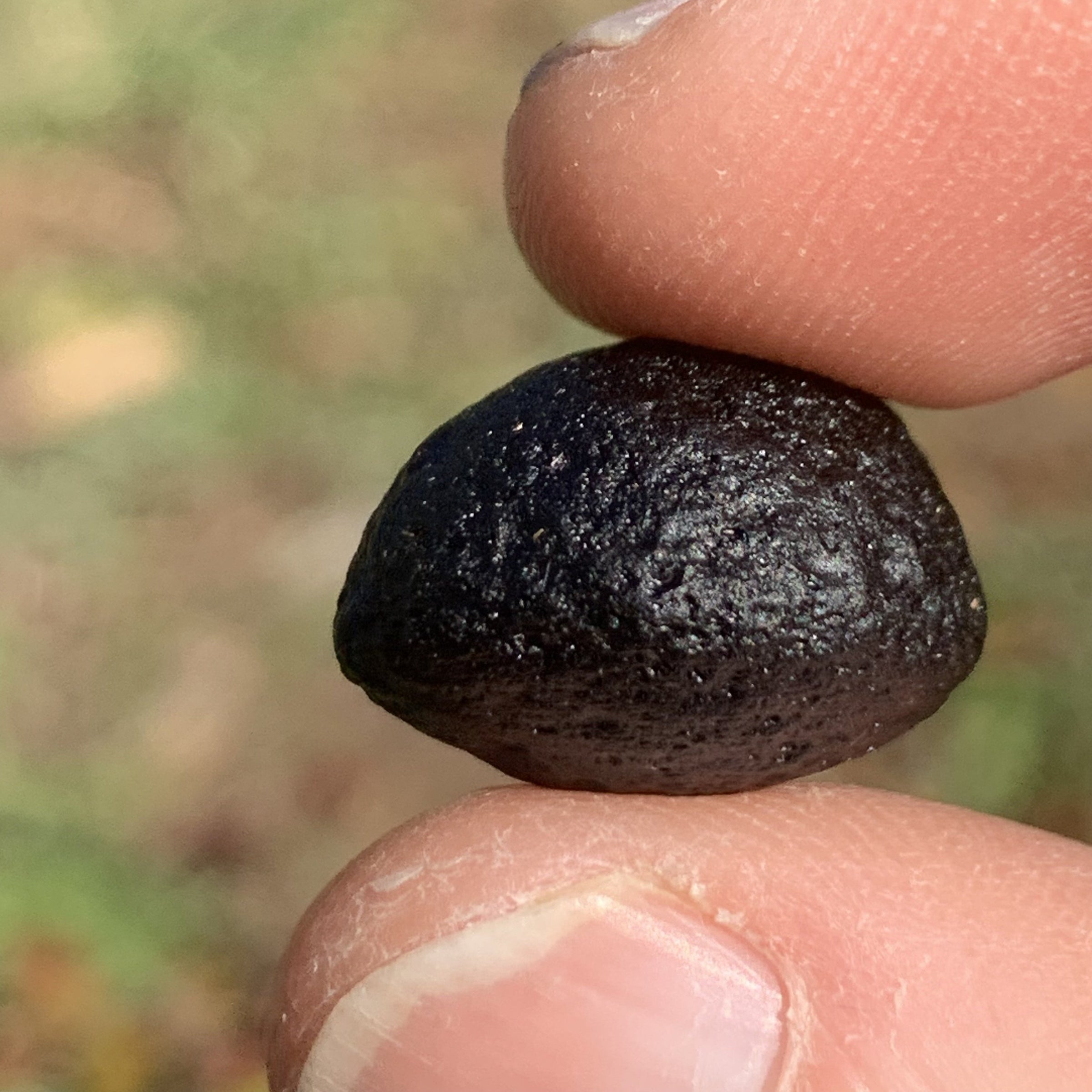 Australite Tektite 4.7 grams AU28-Moldavite Life