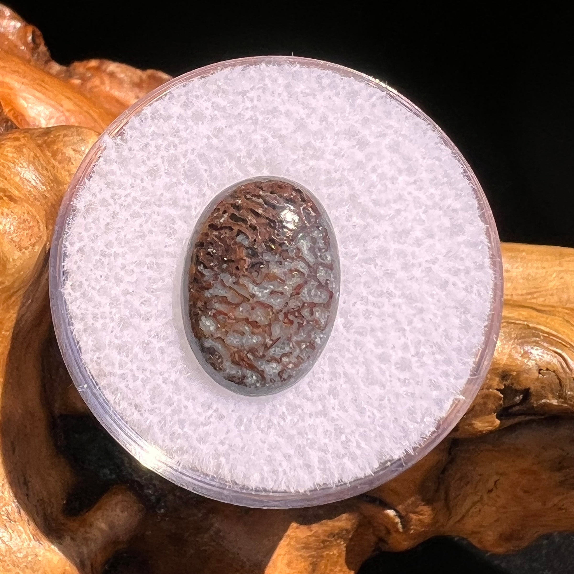 Dinosaur Bone Cabochon Fossil #130-Moldavite Life