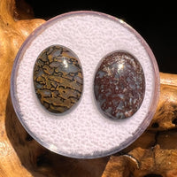 Dinosaur Bone Cabochons Fossil Pair #149-Moldavite Life