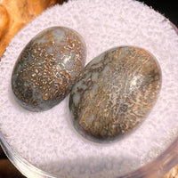 Dinosaur Bone Cabochons Fossil Pair #151-Moldavite Life