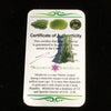 Besednice Moldavite Genuine Certified 1.1 grams BM73-Moldavite Life