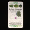 Small Besednice Moldavite Genuine Certified 0.8 grams