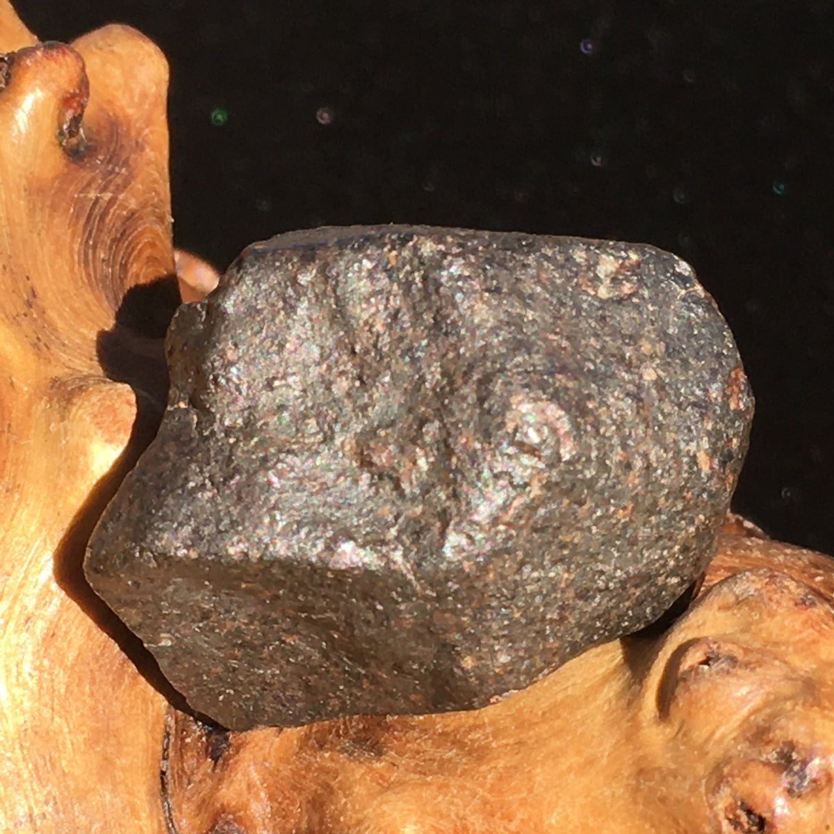 NWA 869 Meteorite Chondrite 14.3 grams-Moldavite Life