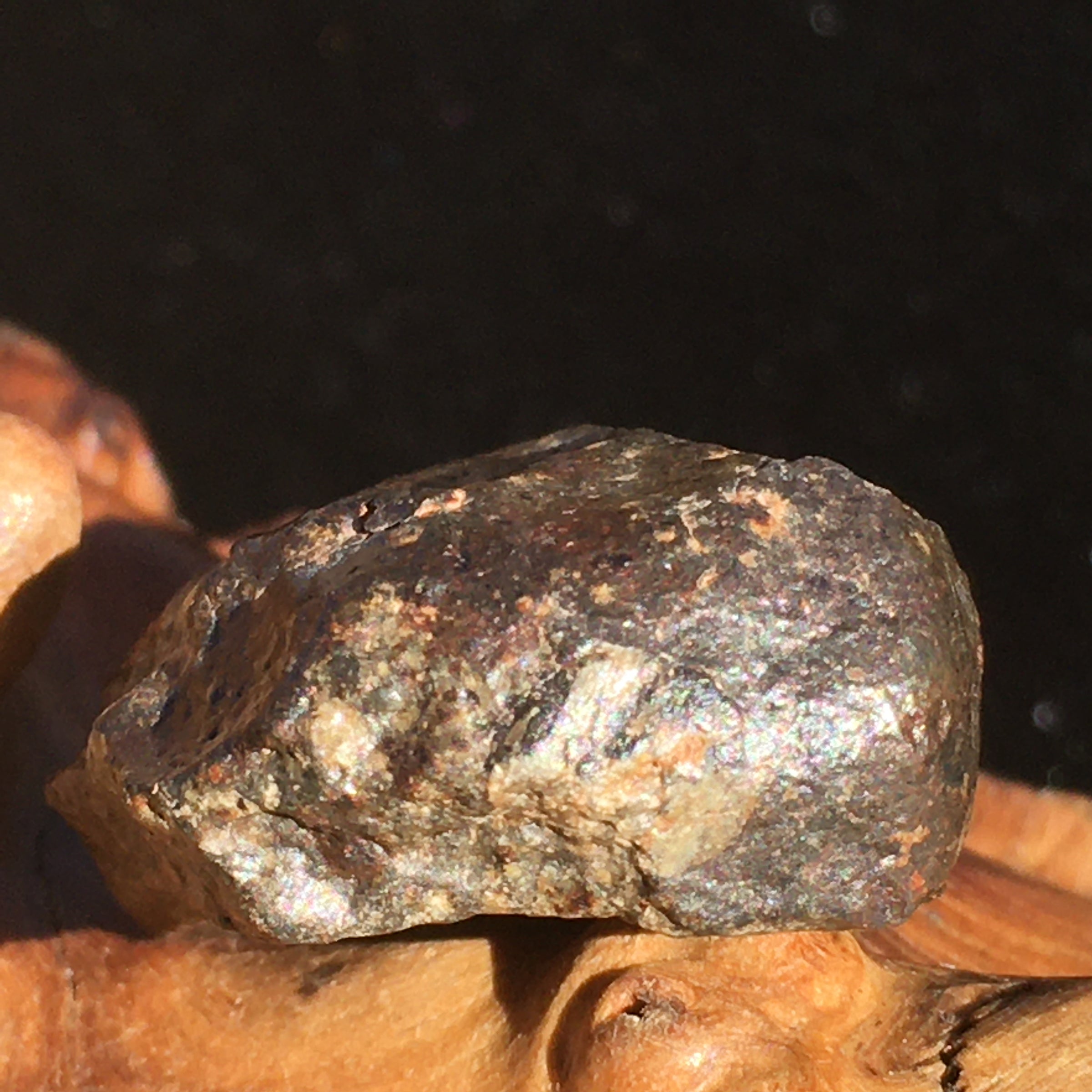 NWA 869 Meteorite Chondrite 11.5 grams-Moldavite Life