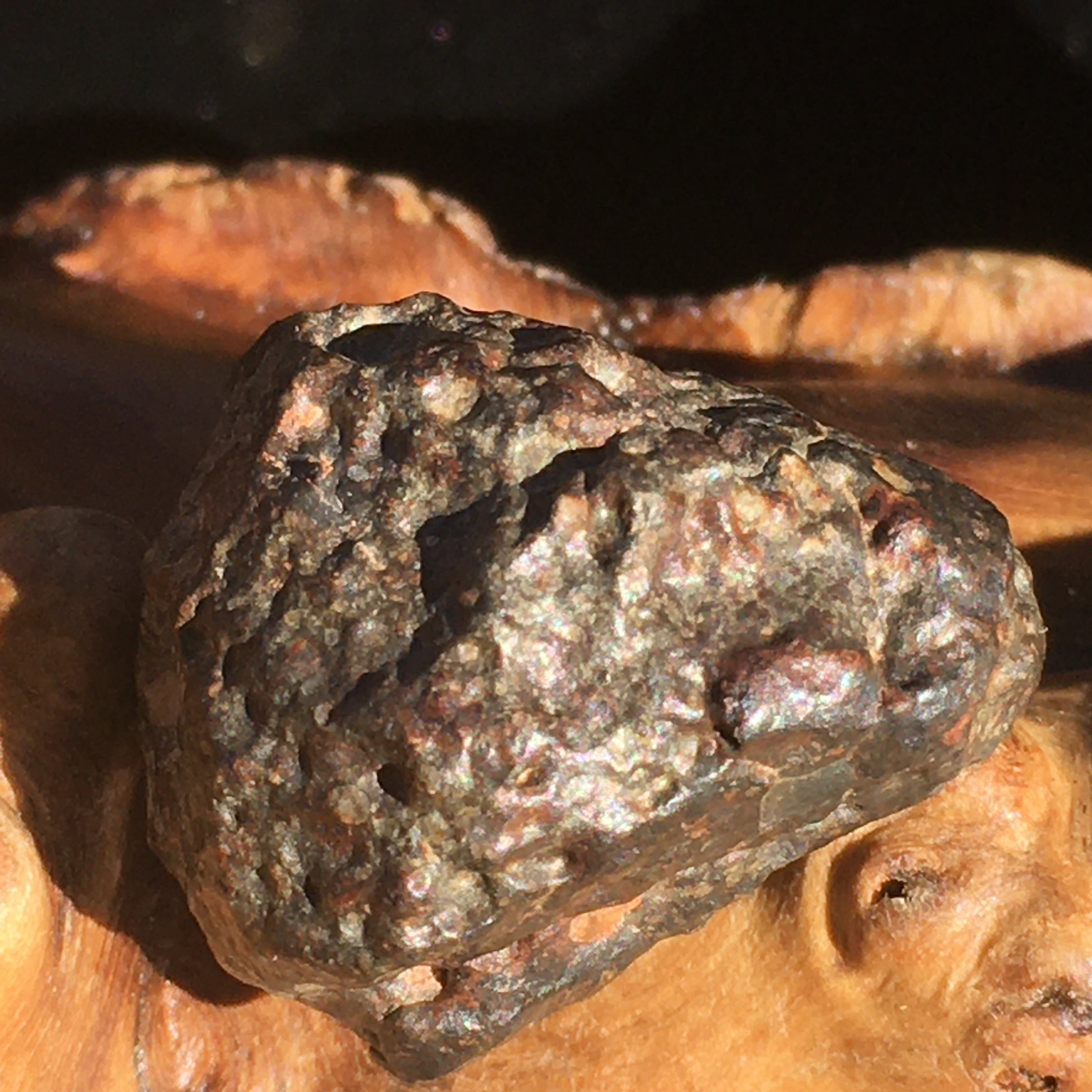 NWA 869 Meteorite Chondrite 11.7 grams-Moldavite Life