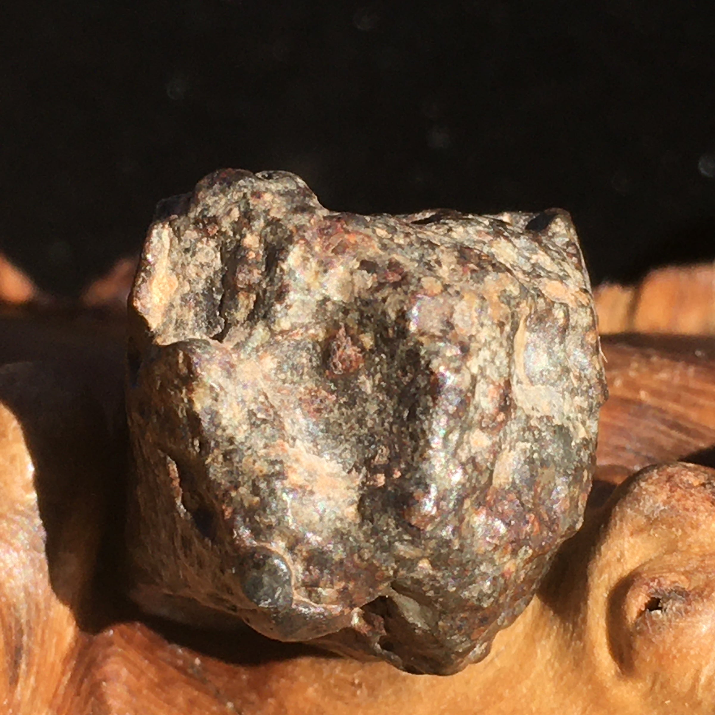 NWA 869 Meteorite Chondrite 11.7 grams-Moldavite Life