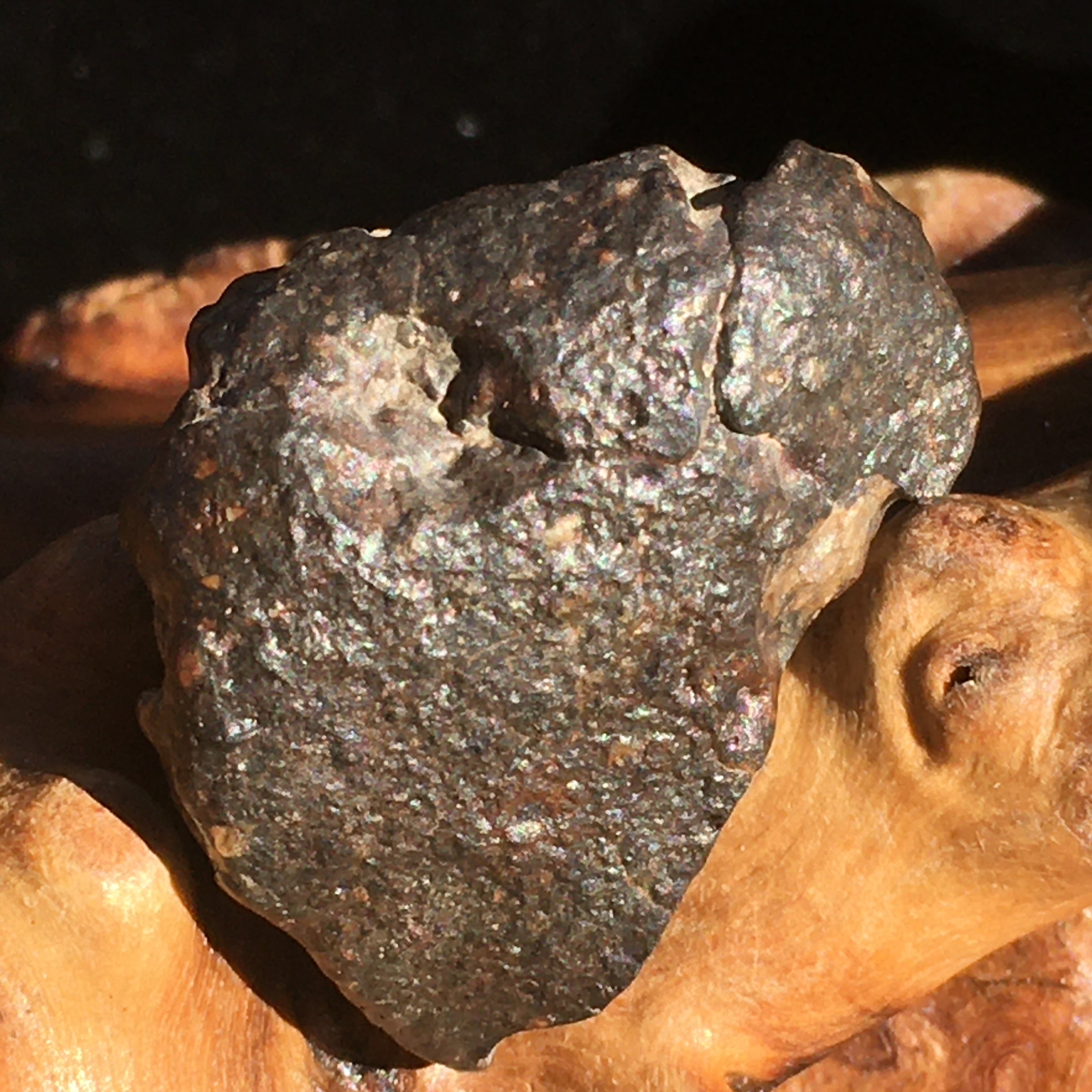 NWA 869 Meteorite Chondrite 12.5 grams-Moldavite Life