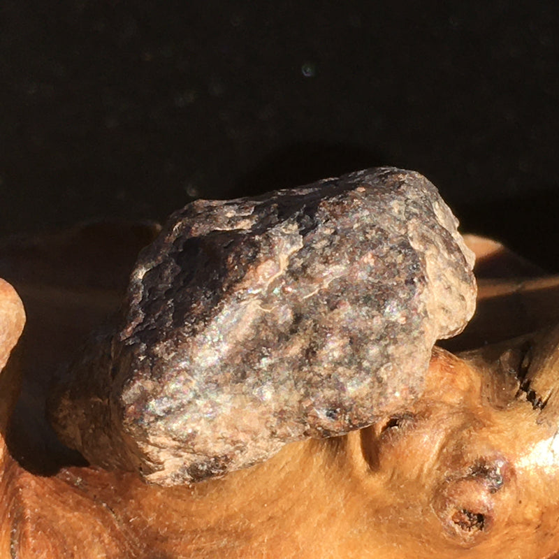 NWA 869 Meteorite Chondrite 10.2 grams-Moldavite Life