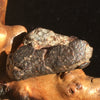 NWA 869 Meteorite Chondrite 10.1 grams-Moldavite Life