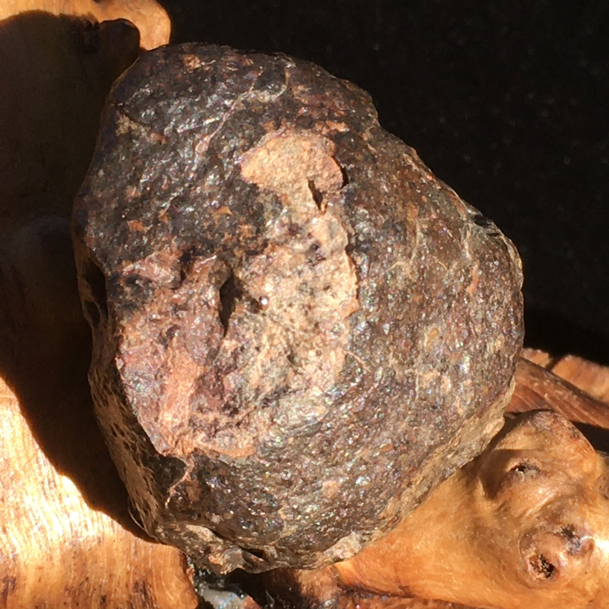 NWA 869 Meteorite Chondrite 33.4 grams-Moldavite Life