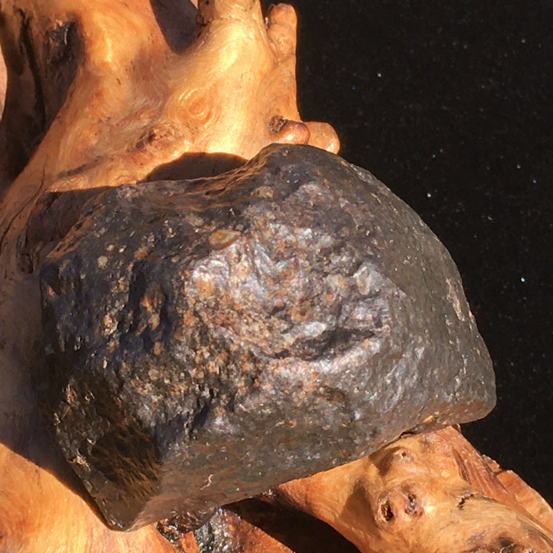 NWA 869 Meteorite Chondrite 71.2 grams-Moldavite Life